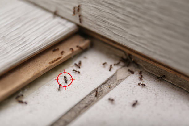 Best Mosquito Control Services  in Clewiston, FL